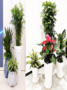 北仑花木出租，给你意想不到的绿色装饰惊喜